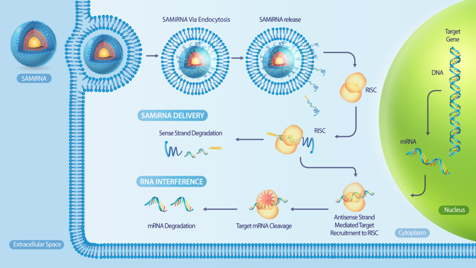 rnai